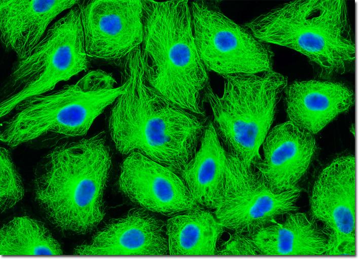 Invivo-Labs